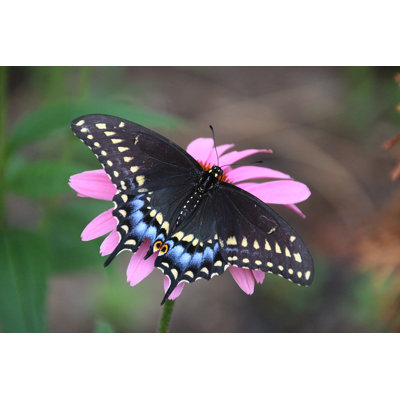 Papillon noir raffiné