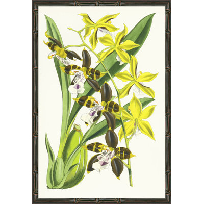 «Yellow Orchids», reproduction d'impression encadrée
