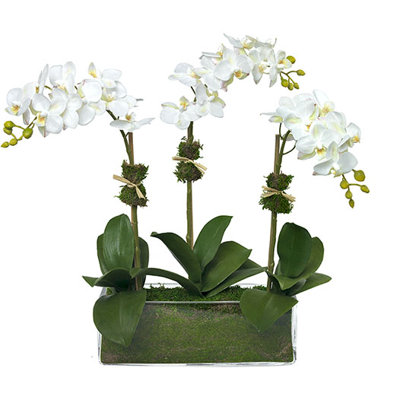 Phalaenopsis Orchids in Glass Rectangle Vase