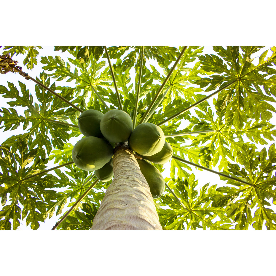 Grüne Papaya auf Baum von JennyKey - Leinwandbild