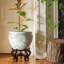 14" Abstract Green & Gold Fishbowl