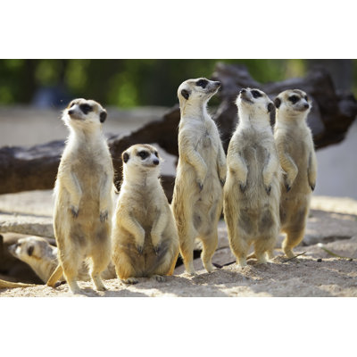 Meerkat by Nattanan726 - Wrapped Canvas Print
