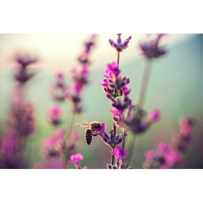 Bee On Lavender by Valio84sl - Wrapped Canvas Print