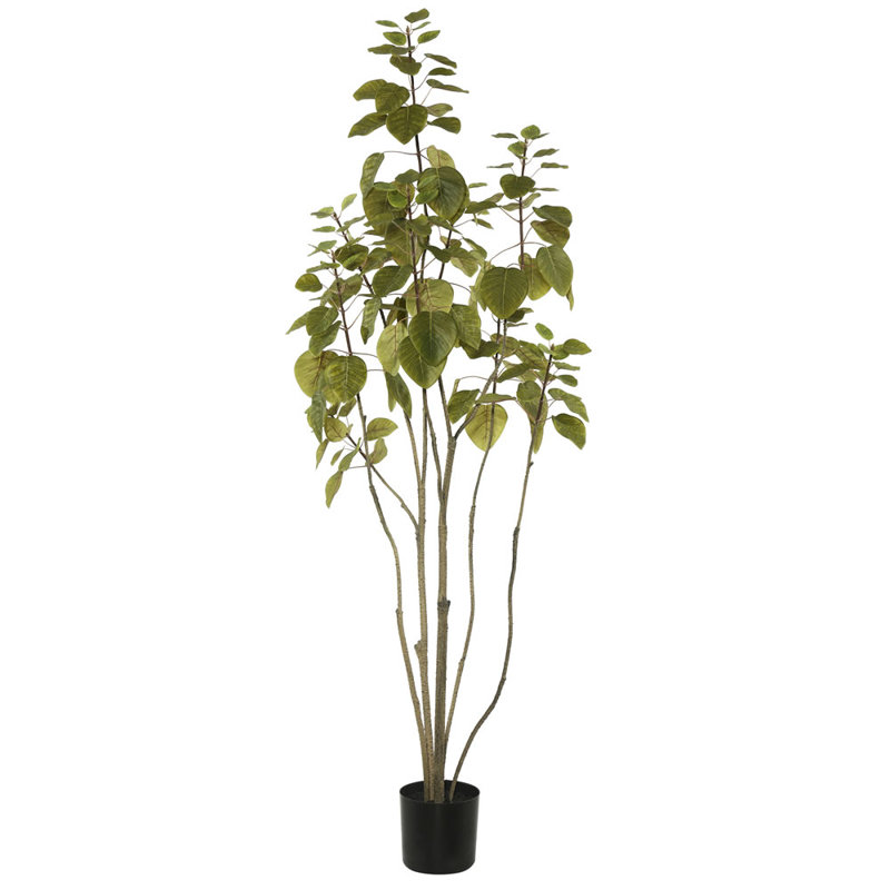 Arbre 4 'Cotinus Coggygria, vert