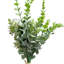 Arrangement d'eucalyptus