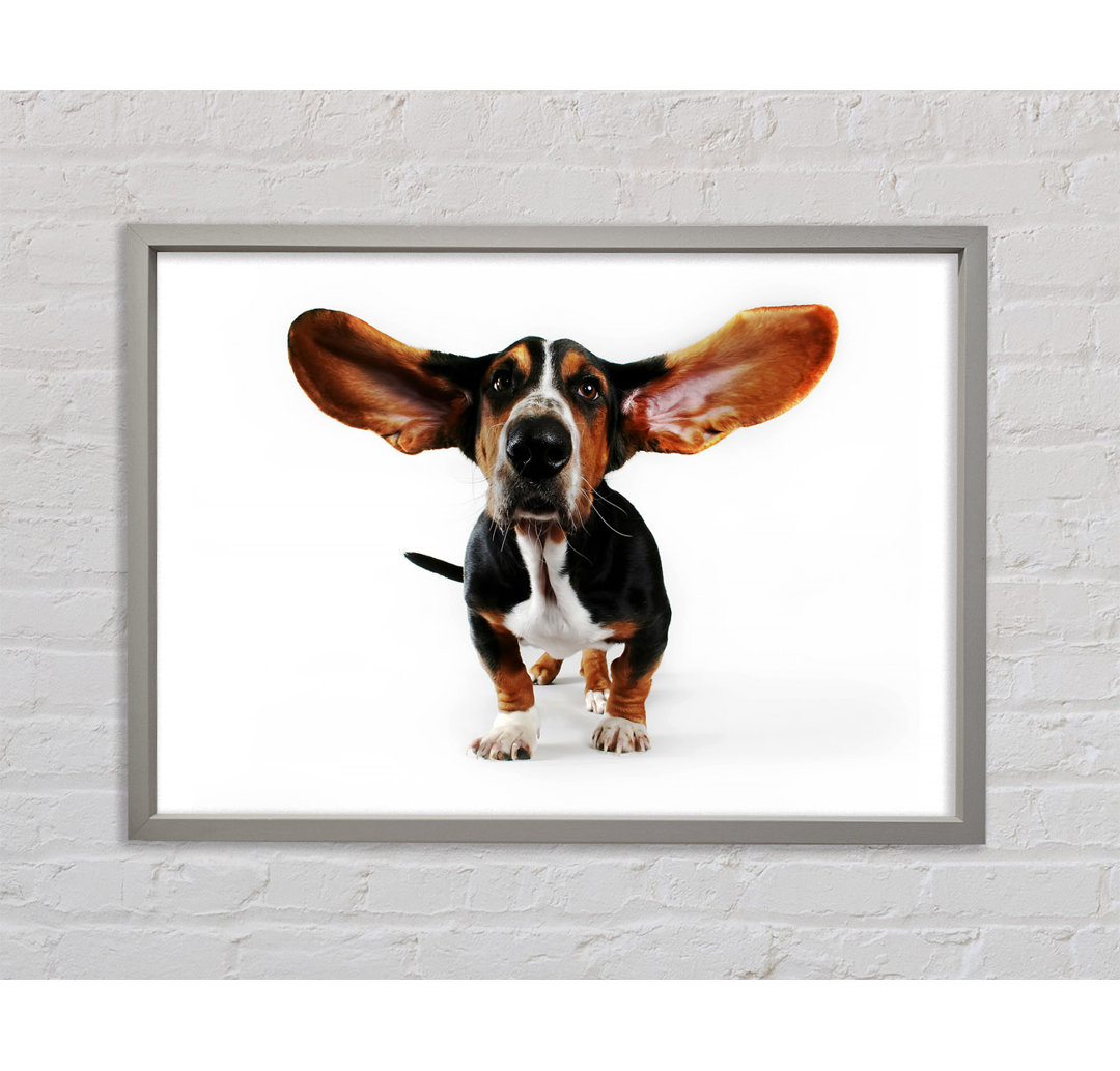 Basset Hound Ohren Gerahmter Druck