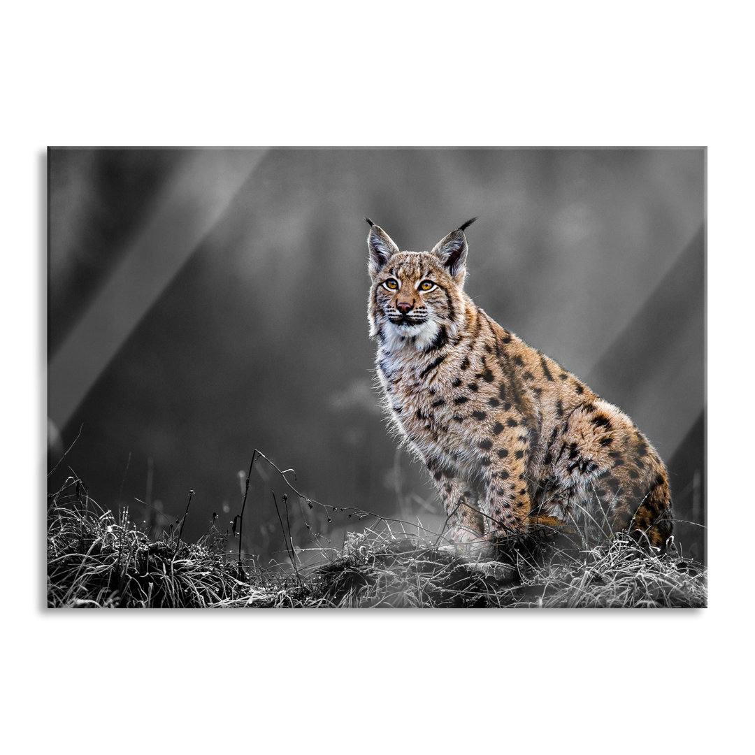 Glasbild Europäischer Luchs auf Wiese