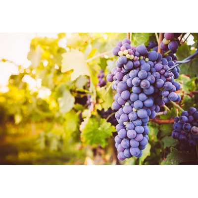 Red Wine Grapes by Gianlucabartoli