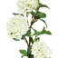 Tige d'hortensia de luxe-1183378538