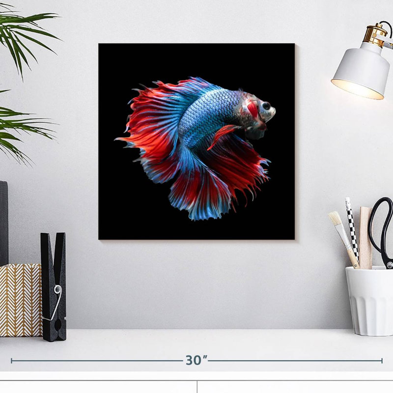 Poisson rouge Betta Brampt bleu et rouge, H 16 po x l 16 po