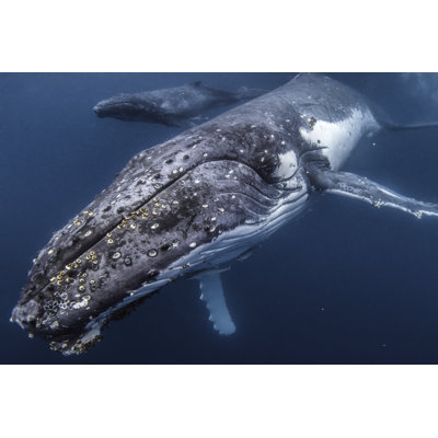 Gros plan sur la baleine à bosse par Philip Thurston