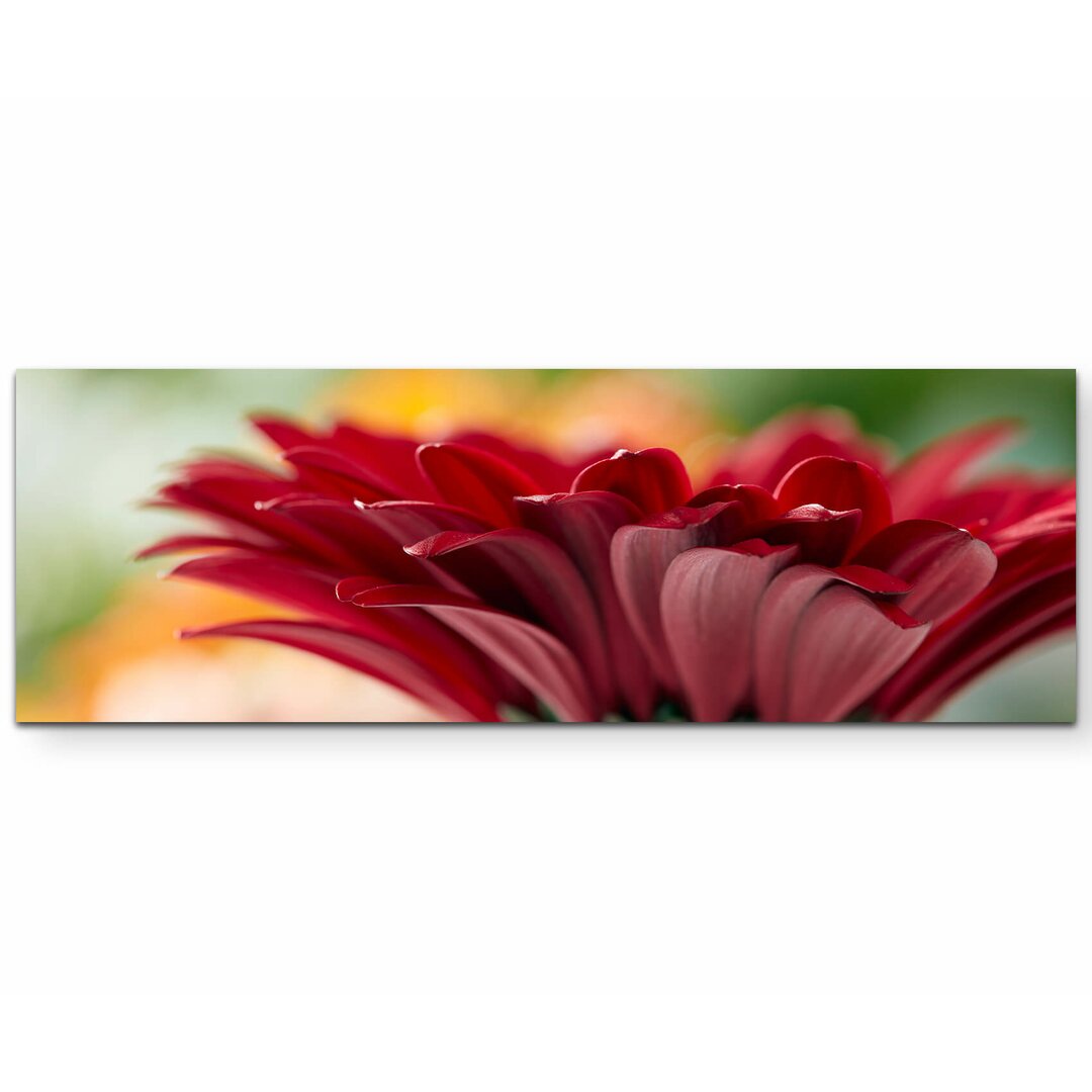 Leinwandbild Rote Gerbera – Nahaufnahme