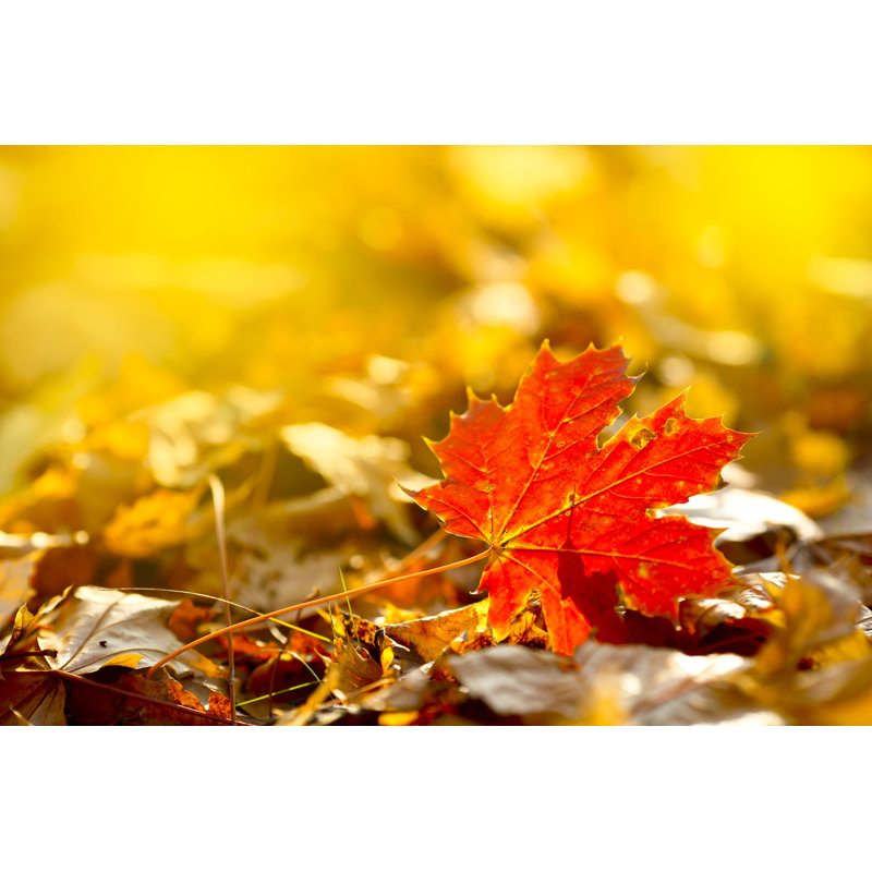 Autumn Leaves by Bgfoto - No Frame Print on Canvas, 51cm H x 76cm W
