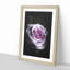 The Pale Purple Rose - Framed Print-56742487-56742490
