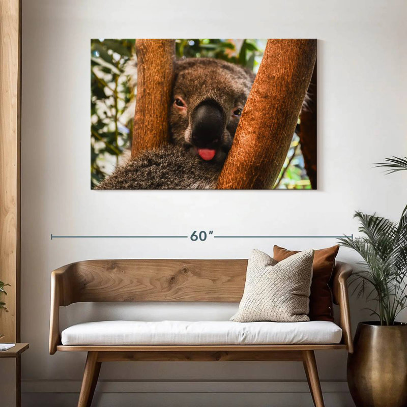 Roux drôle Koala