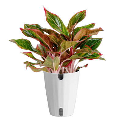 Costa Farms Siam Aurora Aglaonema Indoor House Plant in 5-inch Self-Watering Pot