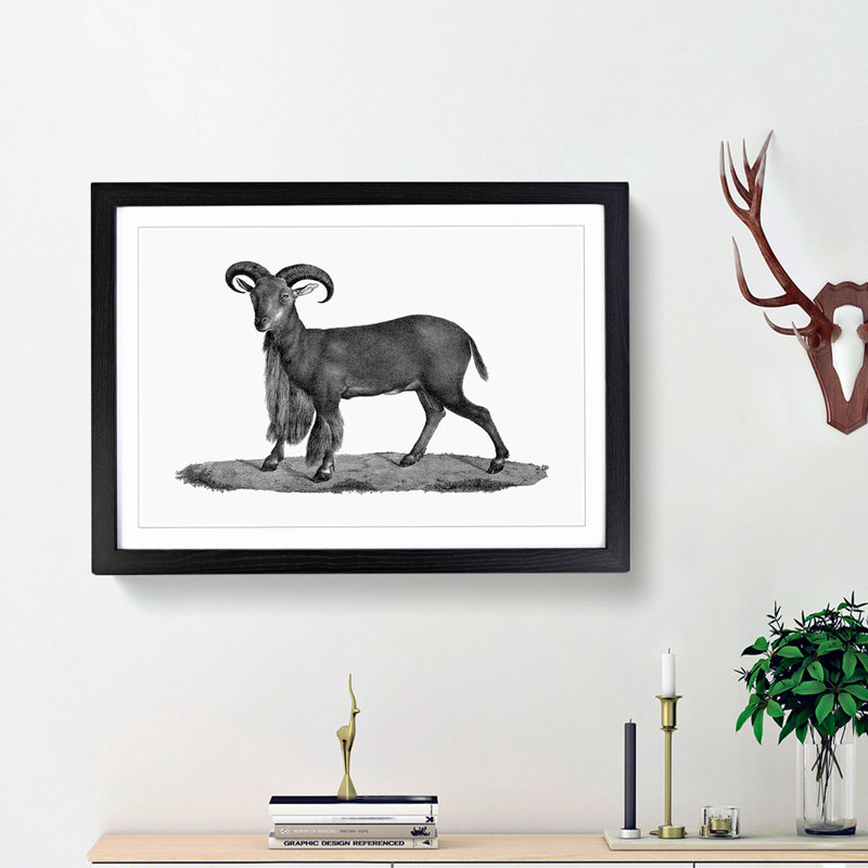 Goat Illustration - Picture Frame Drawing Print, 48cm H x 65cm W x 2cm D, Black Framed
