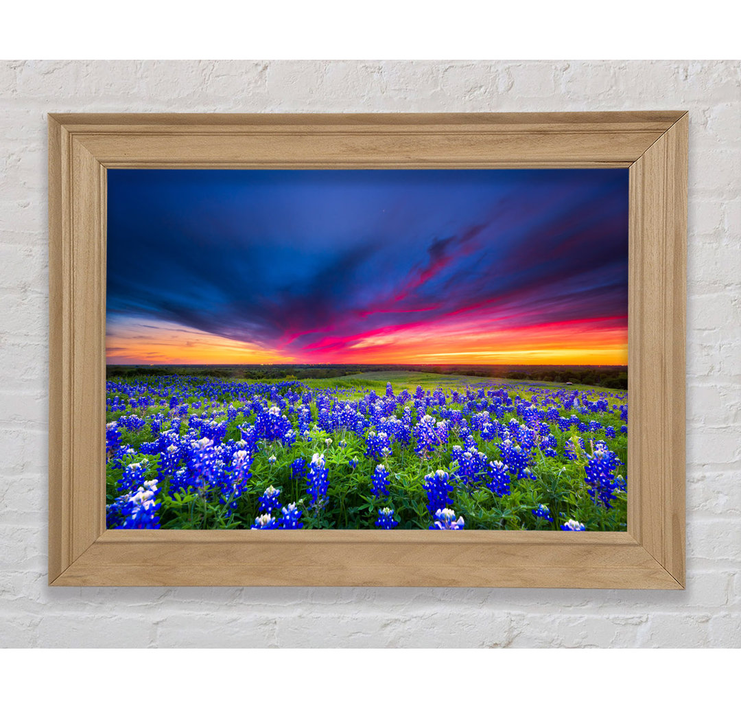 Vibrant Skies Above Blue Flowers - Einzelner Bilderrahmen Kunstdrucke