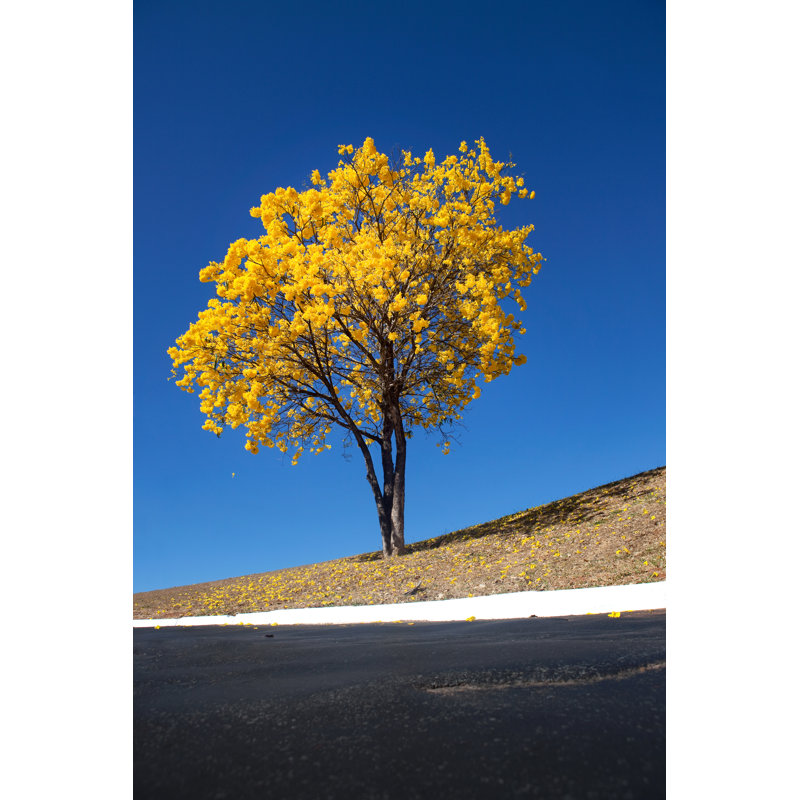 Lonely Yellow Ipe Amarelo Tree from Cerrado - Photographie sur toile tendue, H 12 po x l 8 po