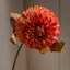 Faux Stem Dahlia Orange 730mm (6pk)-230803433