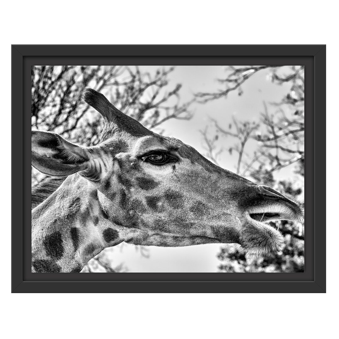 Gerahmtes Wandbild anmutige Giraffe isst