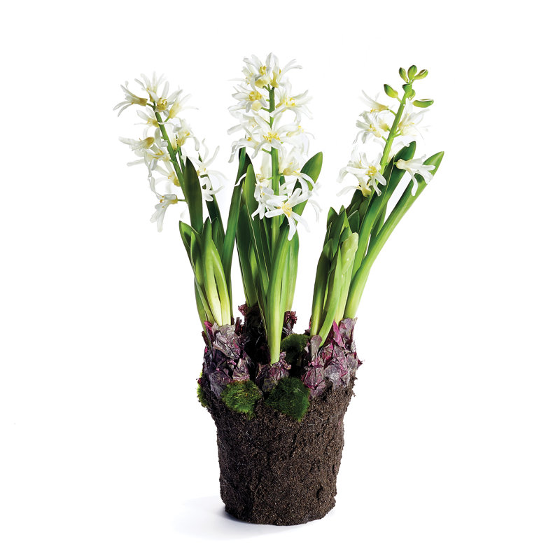 Plante florale à insertion jacinthe, Blanc
