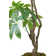 Artificial Money Tree In A Shell Designed Fiberstone Planter