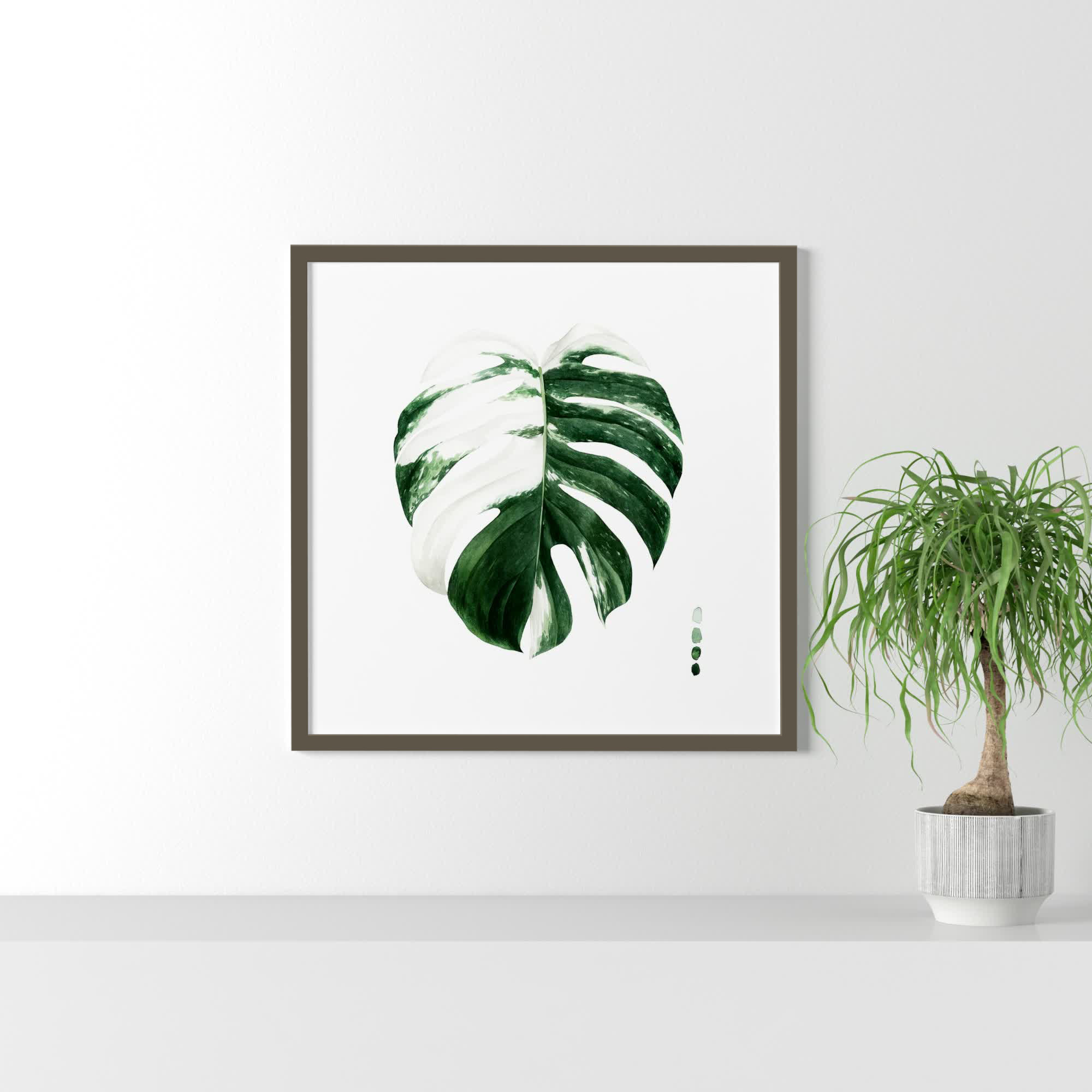 Variegated Monstera II by Grace Popp, White Framed Paper, 19.38" H x 19.38" W x 0.88" D