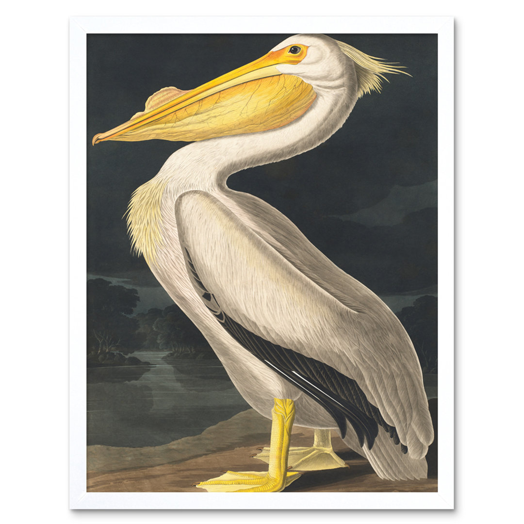 Audubon Style Vintage Detailed Pelican Bird - Print