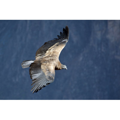 Andean Condor by Zaharov - Wrapped Canvas Print