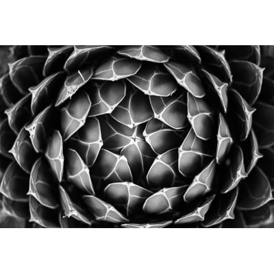 Black And White Cactus by Mary Herron - Wrapped Canvas Print