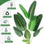Plant-706849846