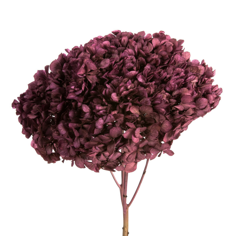 Natural Botanicals 15" Hydrangea with Multiple Branch Segments, Preserved, Purple Orchid
