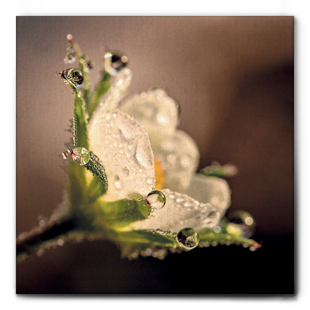 Leinwandbild Flower with Dew Drops von Giallobus