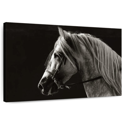 Horse With Long Mane