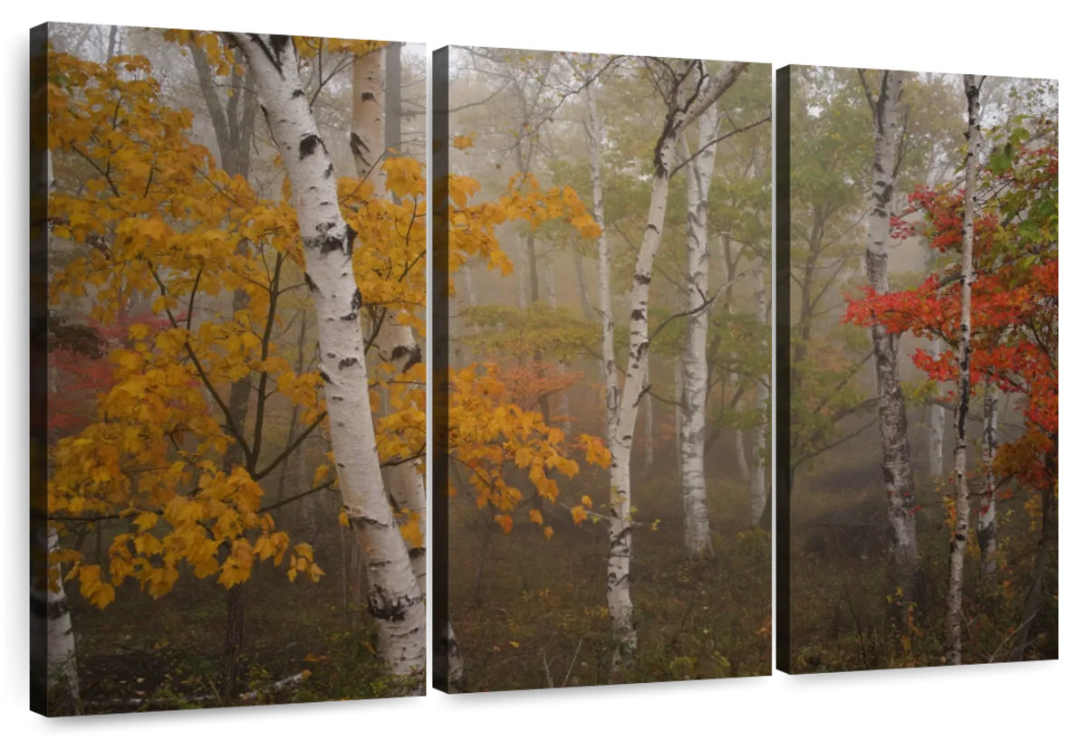 Millwood Pines Alvord Autumn Birch Forest | Wayfair