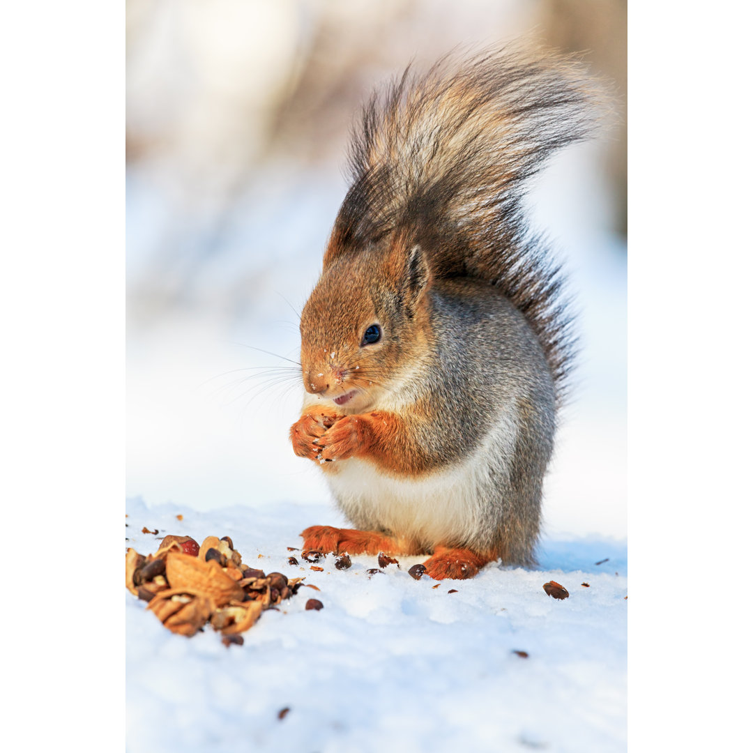 Rotes Eichhörnchen frisst Nuss by Rusm - Leinwandbilder Kunstdrucke