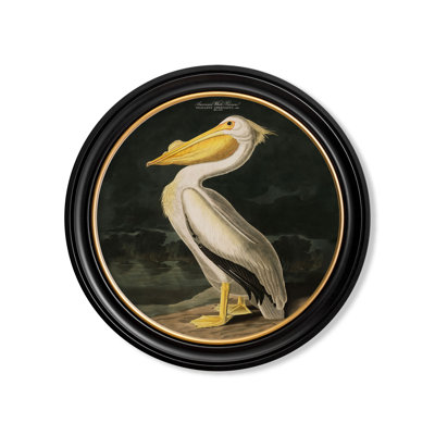 Pelican Dark Background In Round Frame by Audubon - Single Picture Frame Print on Archival Matt 230gsm Paper