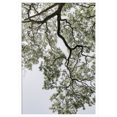 Pleasantville "Coastal Forest" Print
