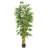 Belly Bamboo Silk Tree