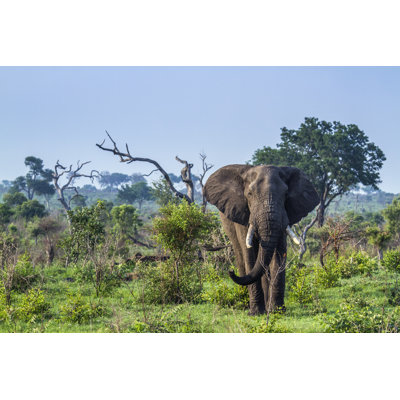 Éléphant d'Afrique - photographie sur toile tendue