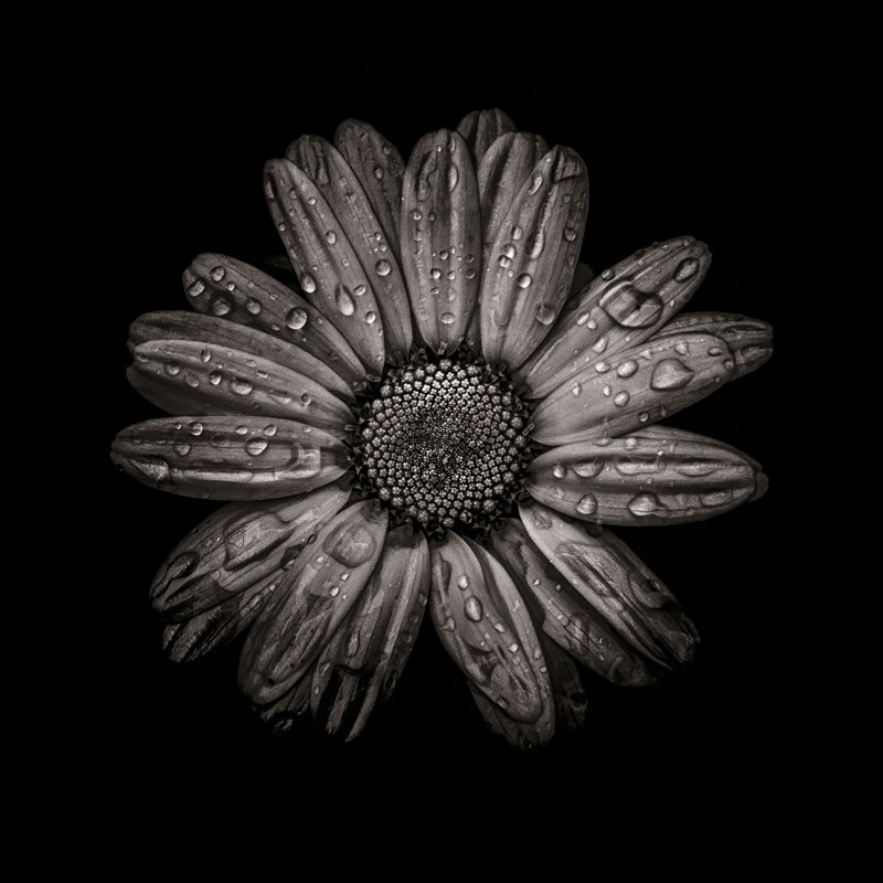 Black And White Daisy IV by Brian Carson - Wrapped Canvas Art Prints, 30cm H x 30cm W 