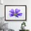 Purple Geranium Flower - Picture Frame Painting Print-56841973-56841978