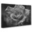 White Rose Flower - Wrapped Canvas-61880962