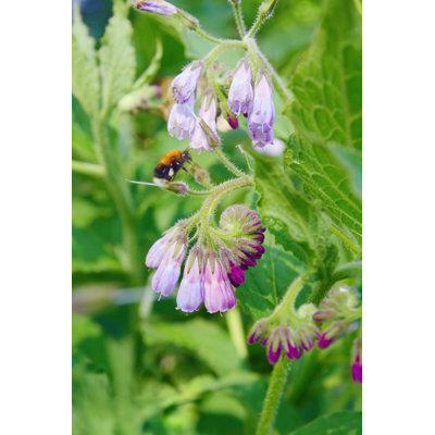 Bee - Wrapped Canvas Print