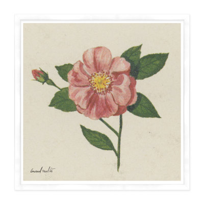 Wild Rose Print