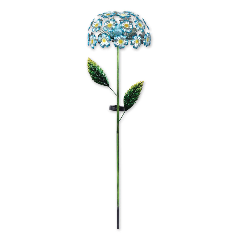 Hortensia de jardin solaire Mathews