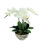 Phalaenopsis Orchid Arrangement In Blue And White Pot