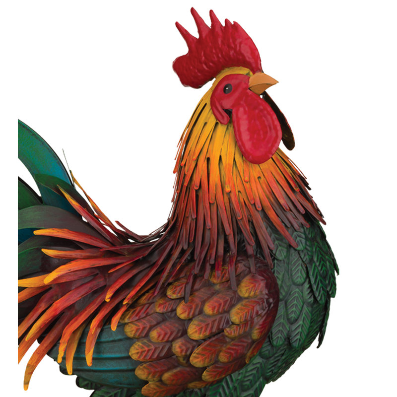 Coq rouge Rhode Island