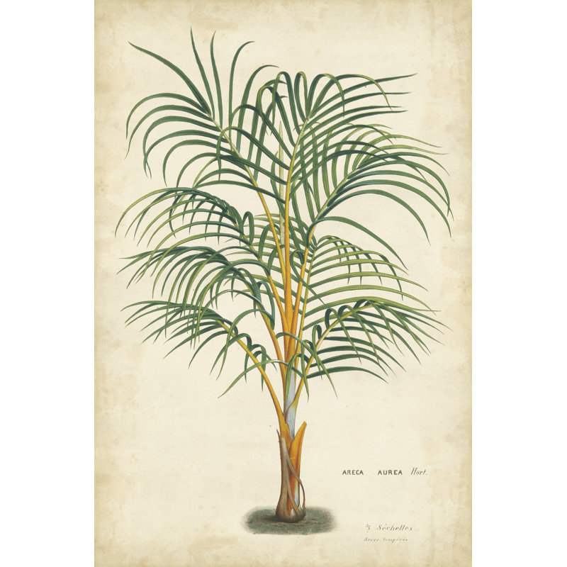 Palm Of The Tropics III by Horto Van Houtteano - Wrapped Canvas Print, 46cm H x 30cm W x 3.8cm D